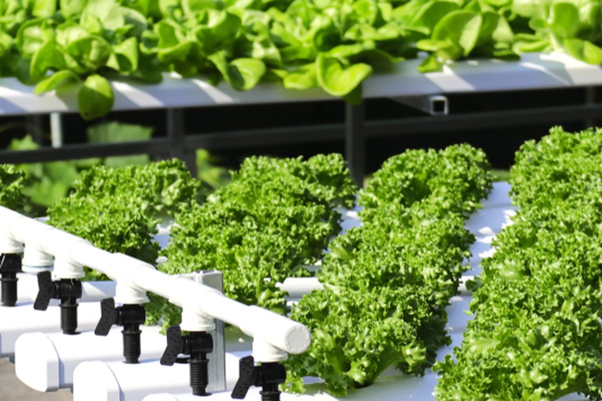 Ilustrasi menanan sayuran hidroponik. 