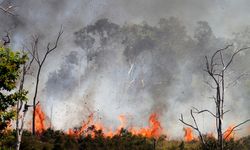 Langkah Strategis untuk Antisipasi Kebakaran Hutan dan Lahan di IKN