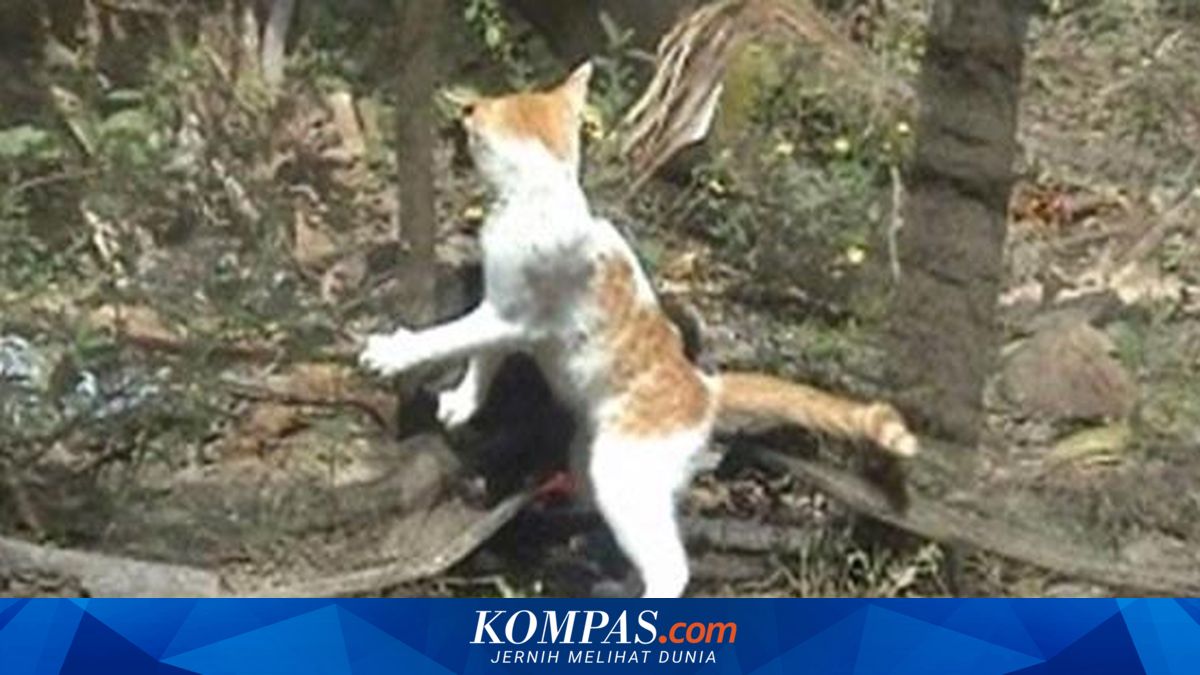Pulau Dea-dea, Surga bagi Pencinta Kucing
