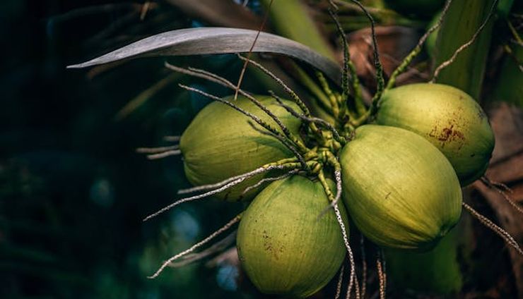 Kelapa: Komoditas Strategis, Nasib Petani, dan Arah Kebijakan