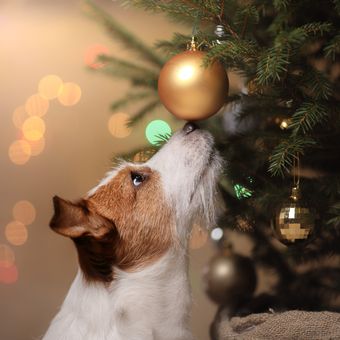 Ilustrasi anjing bermain di pohon Natal.