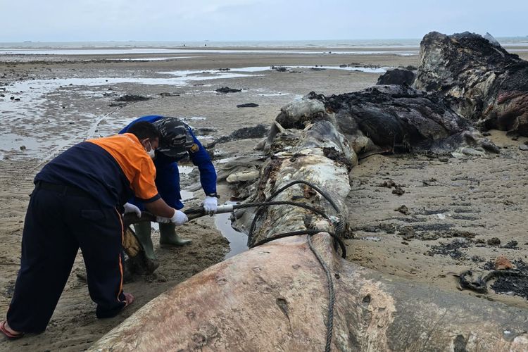 Bangkai ikan paus sperma (physeter macrocephalus) di perairan Muara Teritip, 35 kilometer utara pusat Kota Balikpapan, Kalimantan Timur, akhirnya dibakar, Selasa (1/10/2024).