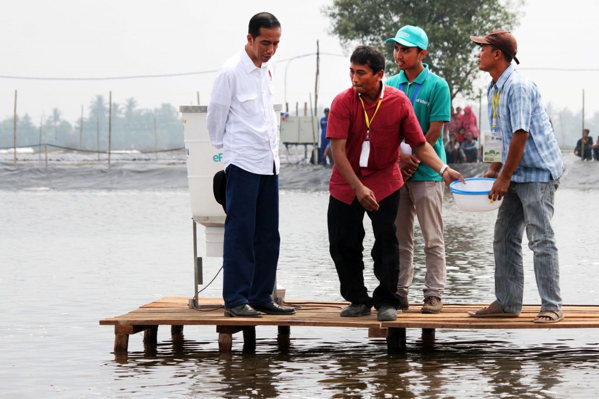 Presiden Joko Widodo (kiri) menyaksikan pelepasan benih udang disela acara penyerahan izin pemanfaatan lahan tambak Perhutanan Sosial di Desa Pantai Bakti, Muara Gembong, Kabupaten Bekasi, Jawa Barat, Rabu (1/11/2017). Pemerintah melalui program Perhutanan Sosial menyerahkan izin pemanfaatan dan pengolahan lahan hutan tambak negara seluas 830,55 hektar kepada warga untuk lahan percontohan, yang nantinya akan dikelola 38 Kepala Keluarga.