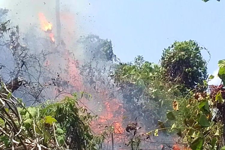 Karhutla di Luwu Makin Meluas, Api Lahap Kebun Cengkih di Dua Desa