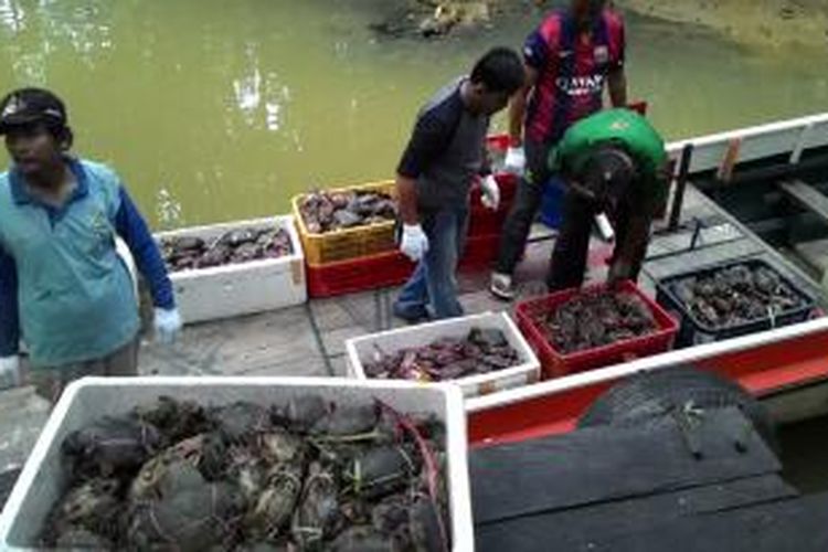 Balai Karantina melepasliarkan 2.000 kepiting bertelur di hutan bakau di Mangrove Center, Balikpapan.