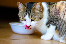 Dampak Negatif Kesehatan Kucing yang Jadi Vegetarian