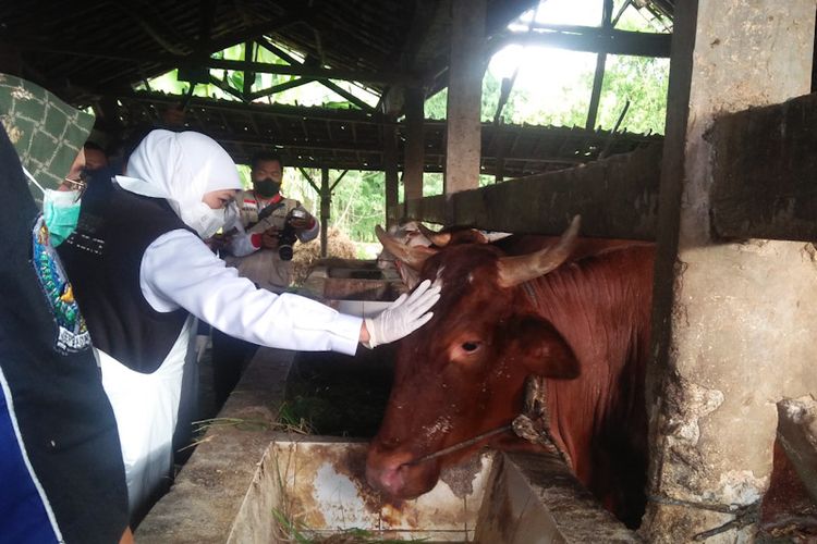 Gubernur Jawa Timur Khofifah Indar Parawansa (mengusap kepala sapi), saat mengunjungi peternakan sapi di Desa Kedungpring, Kecamatan Balongpanggang, Gresik, Sabtu (7/5/2022).