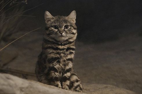 Mengenal Gyra, Kucing Paling Mematikan di Dunia