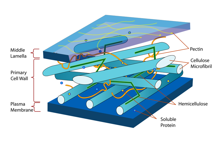 Ilustrasi lapisan dinding sel pada tumbuhan