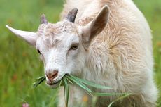 Populasi Berlebihan, Wali Kota di Italia Tawarkan Kambing Gratis Bagi Si Penangkap