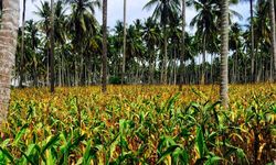 Kementan Dorong Ekspor Jagung dari Sulawesi Tengah