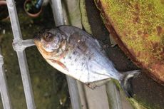 Warga Inggris Dikejutkan Penemuan Ikan Piranha di Selokan Air
