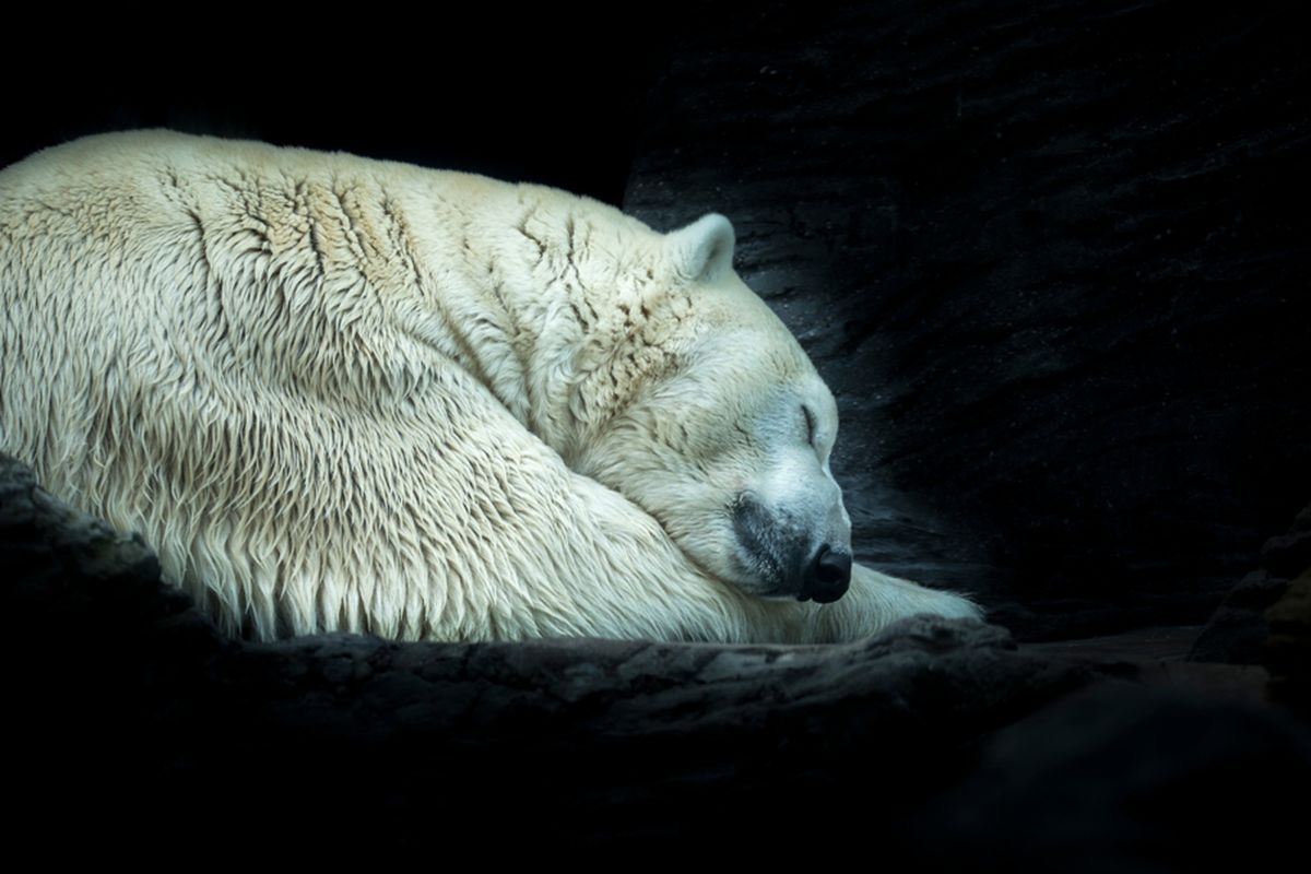 Ilustrasi hibernasi beruang kutub. Hewan berhibernasi untuk menurunkan metabolisme sebagai upaya bertahan hidup. Penelitian mencoba melihat potensi dan manfaat hibernasi jika dilakukan manusia.