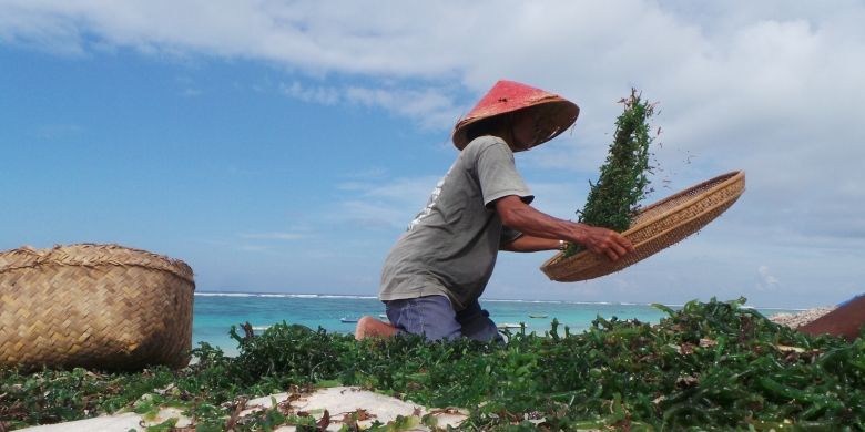 Seorang petani rumput laut di Pantai Pandawa, Desa Kutuh, Badung, Bali.