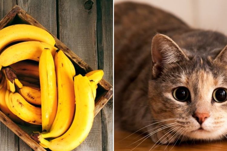 Ilustrasi pisang dan kucing
