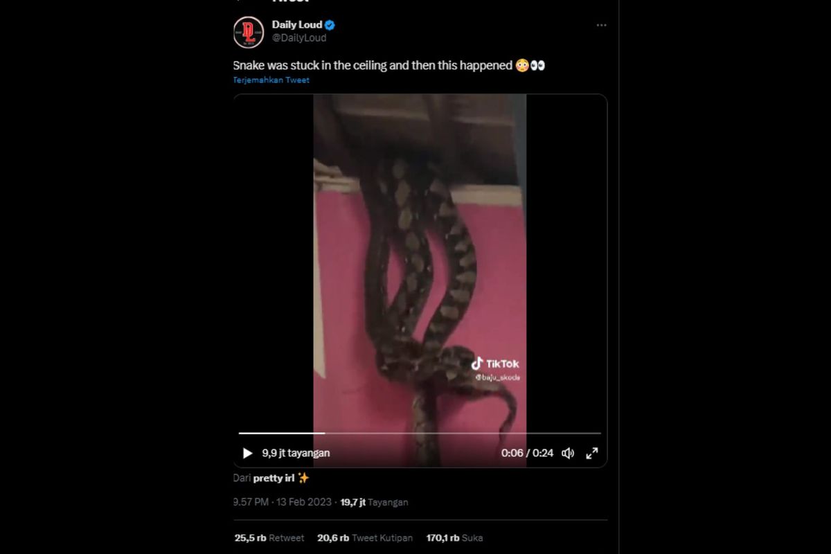 Tiga ekor ular piton menjebol plafon ketika petugas penyelamat berusaha memgeluarkannya dari  rumah warga. Video diunggah pada Senin (13/2/2023).