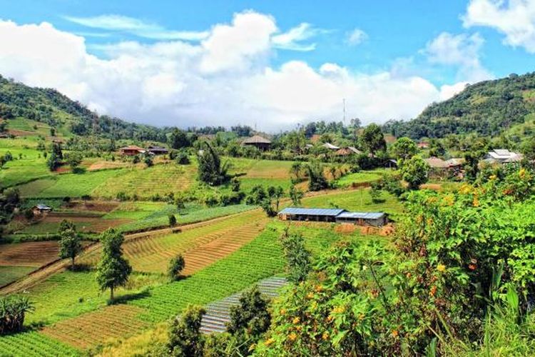Perkebunan sayur di Rurukan, Kota Tomohon, Sulawesi Utara dengan pemandanganya yang asri dan berhawa sejuk.