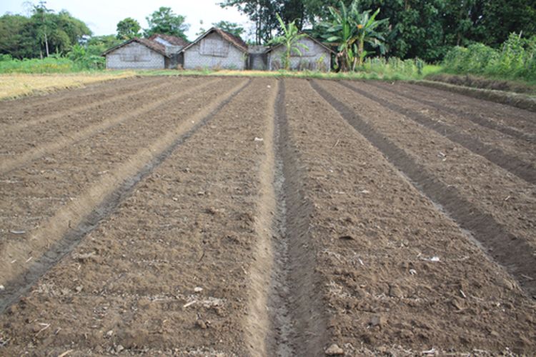 Ilustrasi bedengan tanam