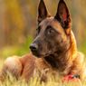 7 Fakta Menarik Anjing Belgian Malinois, Ikut Operasi Militer ISIS