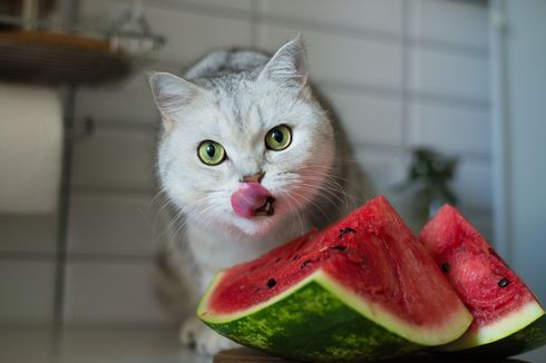 Studi Jelaskan Dampak Pola Makan Vegan bagi Kucing