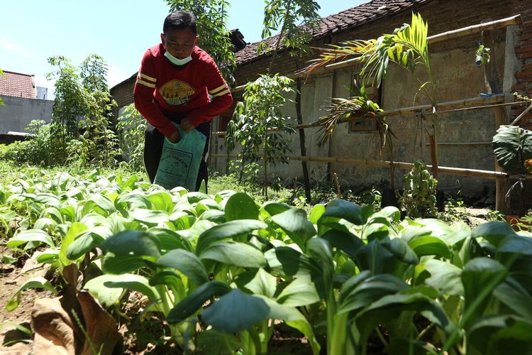 Suasana di Kebun Ceria, tempat bagi warga lingkungan RT 04 RW 06, Kelurahan Miji, Kota Mojokerto, Jawa Timur, untuk menanam sayur organik. Dari tempat ini pula warga setempat mendiskusikan masalah penanganan sungai yang menjadi tempat pembuangan sampah.