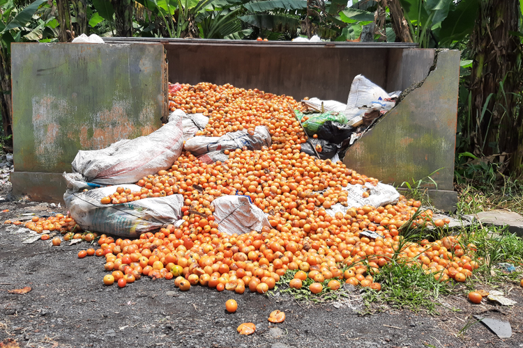 Ratusan kilo tomat dibuang warga di Lumajang diduga akibat rusaknya harga, Selasa (22/3/2022)