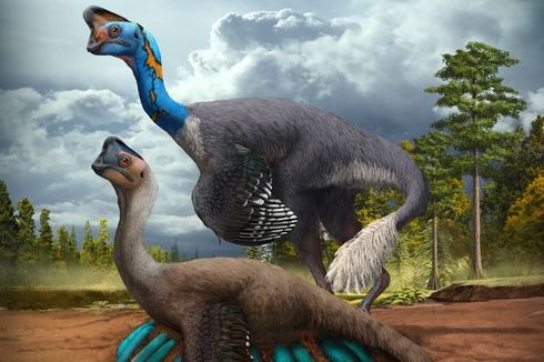 Pertama Kali Ditemukan di Dunia, Fosil Dinosaurus Sedang Erami Telurnya