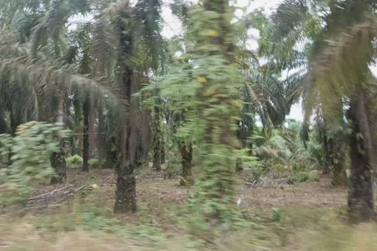 Kebun sawit tak bisa gantikan fungsi hutan. Hutan menyerap karbon 10-11 kali lipat lebih tinggi daripada perkebunan kelapa sawit.
