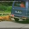 [POPULER OTOMOTIF] Suzuki Carry Dikejar Harimau, Ban Mobil Digigit Sampai Kempis | Sah, Honda Serahkan City Hatchback RS ke Greysia dan Apriyani