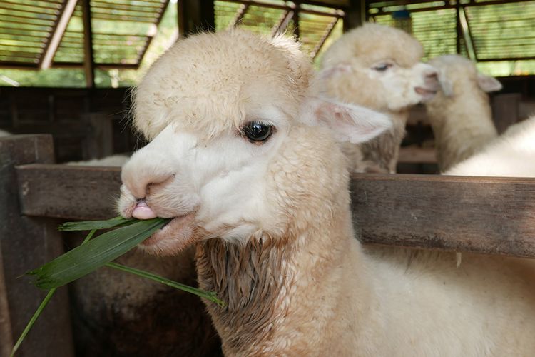 Alpaca di Primo Piazza, Thailand