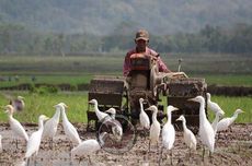 Desa Wisata Ketingan Sleman, Sensasi Melihat Burung Kuntul Langsung di Sawah