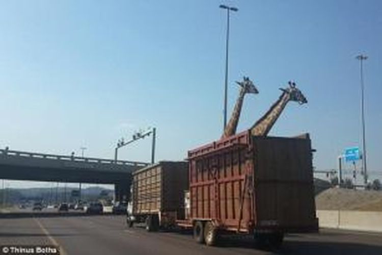 Seorang warga Afrika Selatan mengabadikan foto kedua jerapah yang sedang dipindahkan ini beberapa saat sebelum menghantam dinding jembatan dan mengakibatkan salah satu hewan itu mati.