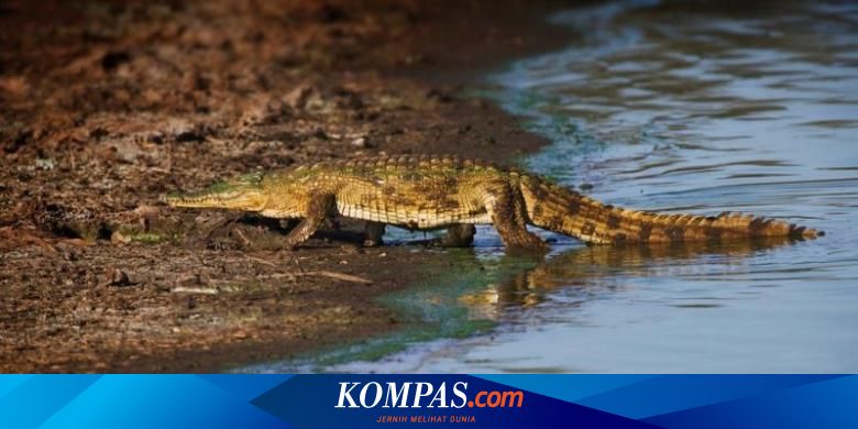Moyangnya Dari Lautan Kenapa Buaya Malah Suka Hidup Di Daratan
