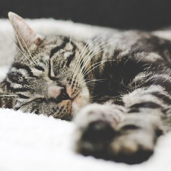 Kucing dengan demensia akan mengalami perubahan siklus tidur, seperti selalu terjaga setiap malam dan tertidur sepanjang hari.