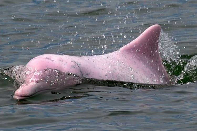 Lumba-lumba merah muda langka yang ditemukan di perairan Hong Kong.
