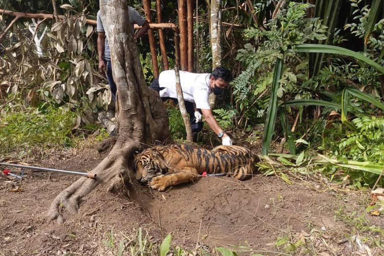 Detik-detik Evakuasi Anak Harimau Sumatera  yang Terkena Jerat di Pasaman