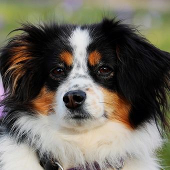 Ilustrasi ras anjing Australian Shepherd. 