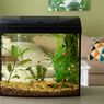 Pertimbangkan 5 Hal Ini Sebelum Membeli Akuarium Ikan untuk Rumah Anda