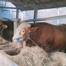 Sapi Pesanan Presiden Jokowi dari Sragen: Berat 655 Kilogram, Dibeli Harga Wajar Rp 58 Juta