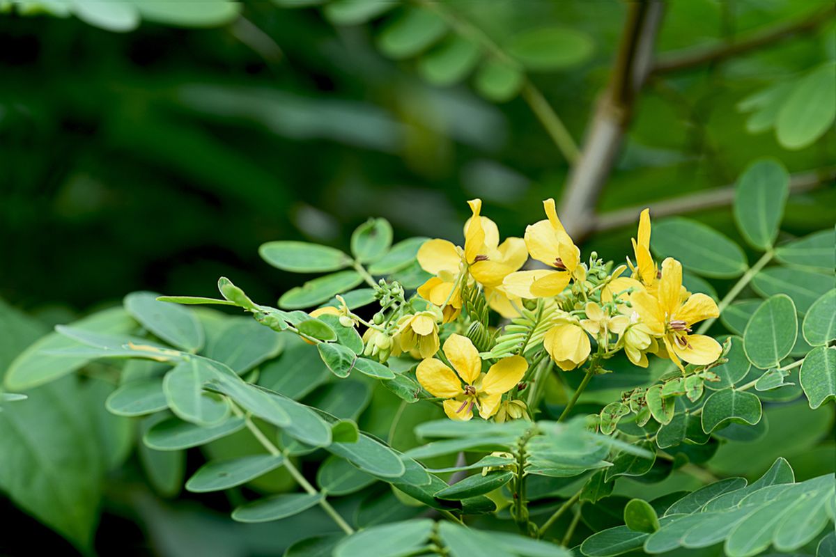 Cassia glauca.