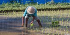 Mayoritas Petani Dinilai Puas dengan Program Pertanian Dalam Negeri