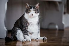 Cara Mengetahui Berat Badan Kucing, dari Kurus sampai Obesitas