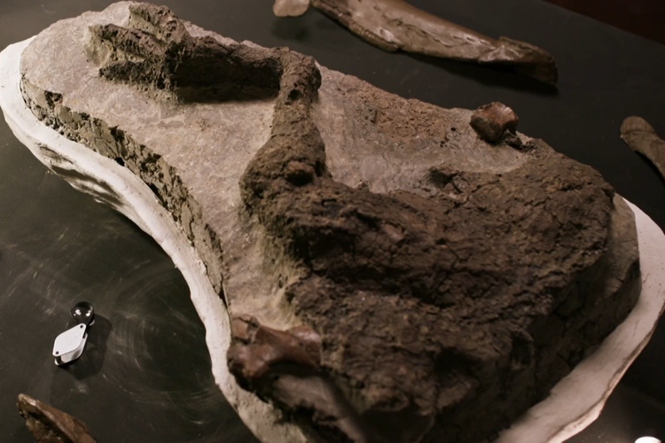 Tangkapan layar video BBC tentang temuan fosil kaki dinosaurus. Fosil kaki dinosaurus yang ditemukan ini diduga milik dinosaurus yang mati dan terkubur seketika saat asteroid menghantam Bumi pada 66 juta tahun lalu. 