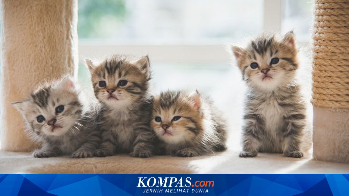 Kapan Anak Kucing Aman Dipegang Manusia? Simak Panduan Lengkapnya