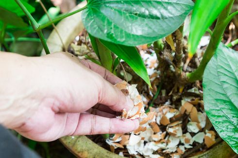 Cangkang Telur Bisa Jadi Pupuk Tanaman, Begini Cara Menggunakannya