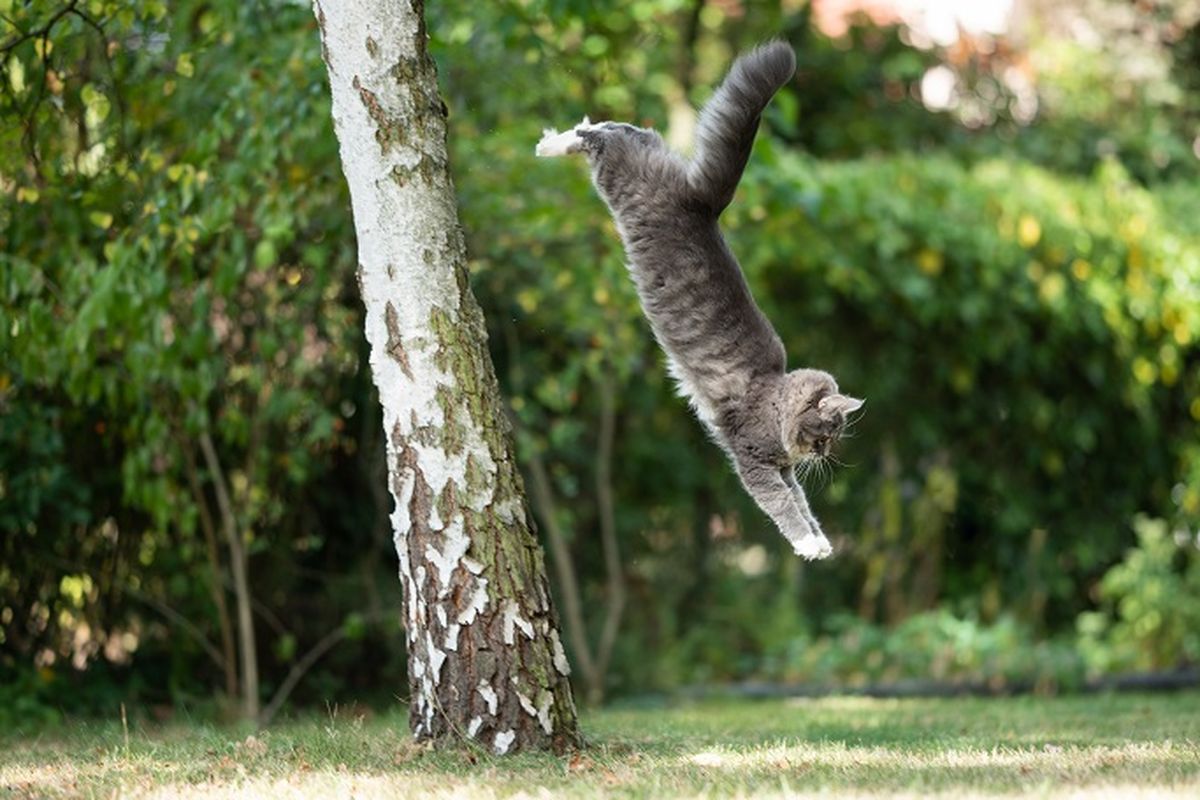 Ilustrasi kucing terjatuh. Saat kucing jatuh, ia akan menggunakan empat kakinya untuk mendarat, meskipun ia jatuh dari tempat yang sangat tinggi.