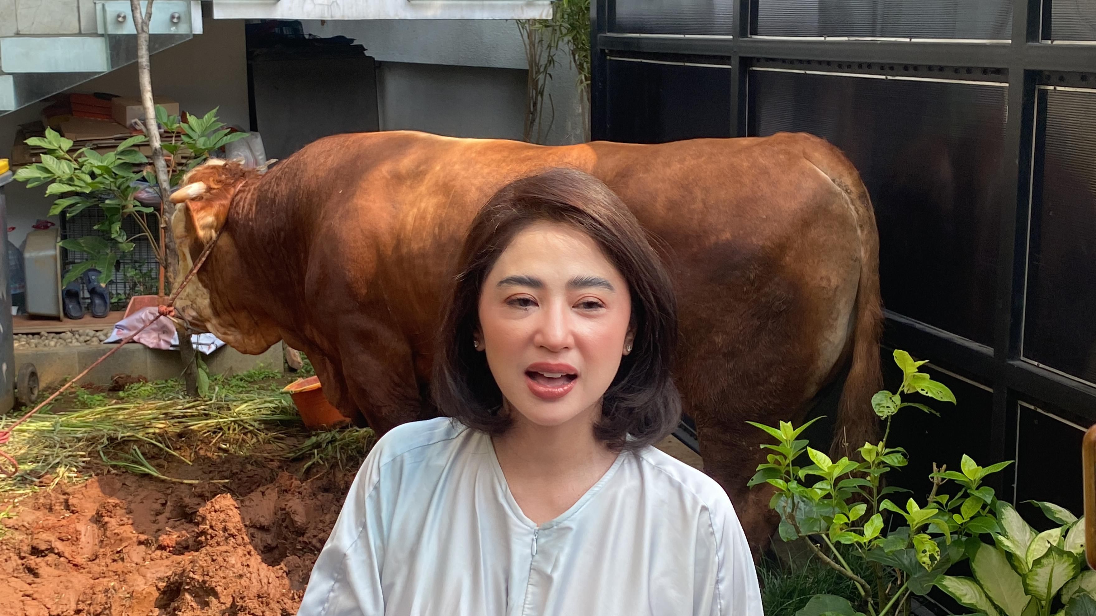 Dewi Perssik Kurbankan 3 Ekor Sapi, Salah Satunya Seberat 1 Ton 
