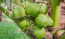 Pemerintah Dorong Hilirisasi Kelapa untuk Tingkatkan Kesejahteraan Petani