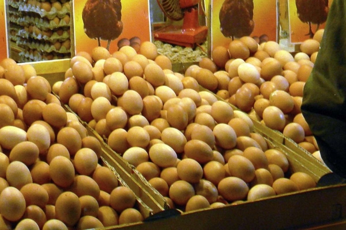 Kenaikan harga pakan ternak hingga 50 persen di Manado, Sulawesi Utara, telah memicu juga kenaikan harga telur ayam.