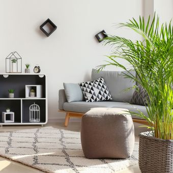Ilustrasi tanaman hias di dalam rumah minimalis. 